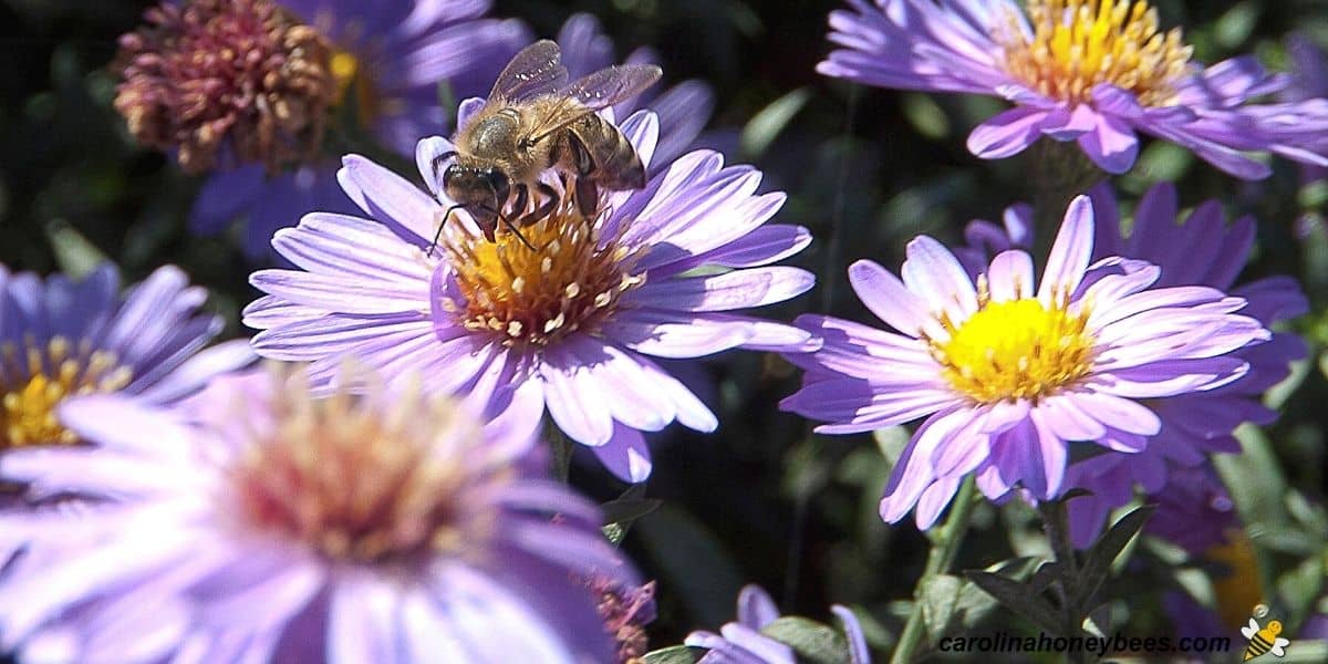 Honey bee feeding on Fall flower aster.