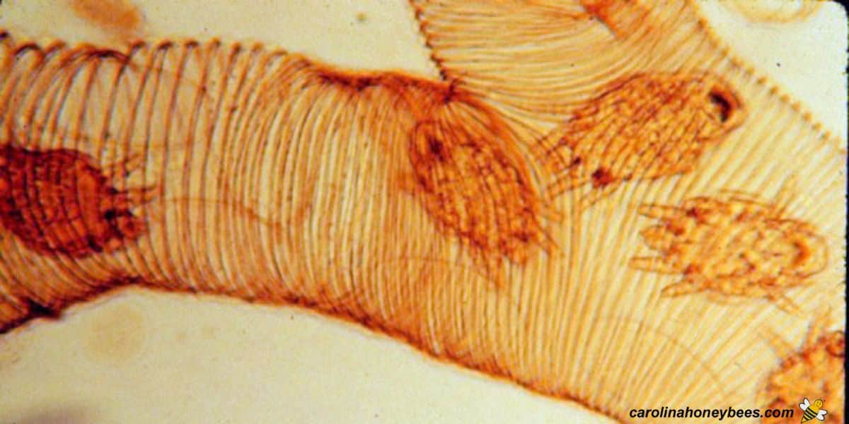 Microscopic tracheal mites in breathing tubes of honey bee.