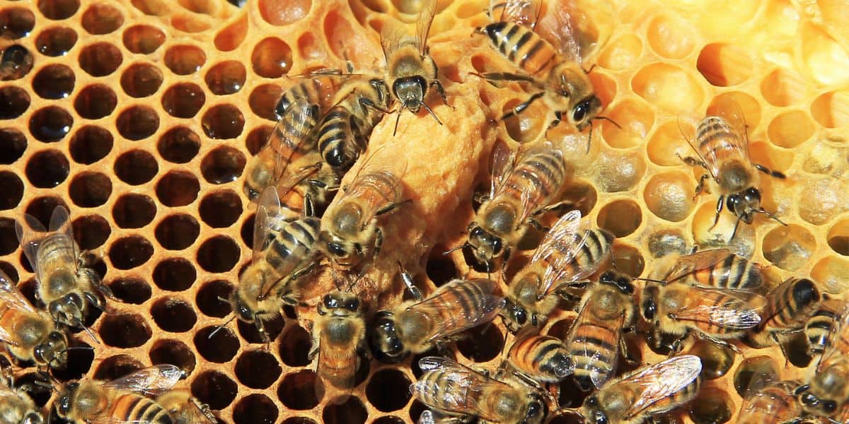 Peanut shaped queen cells found by a beekeeper on the comb.