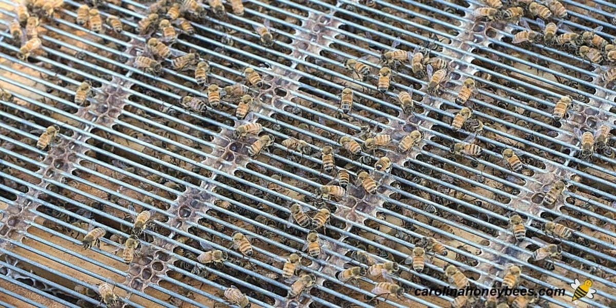 Used queen excluder on a honey bee hive image.