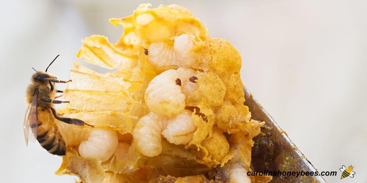 Seeing varroa mites in drone brood means it time to treat the colony.