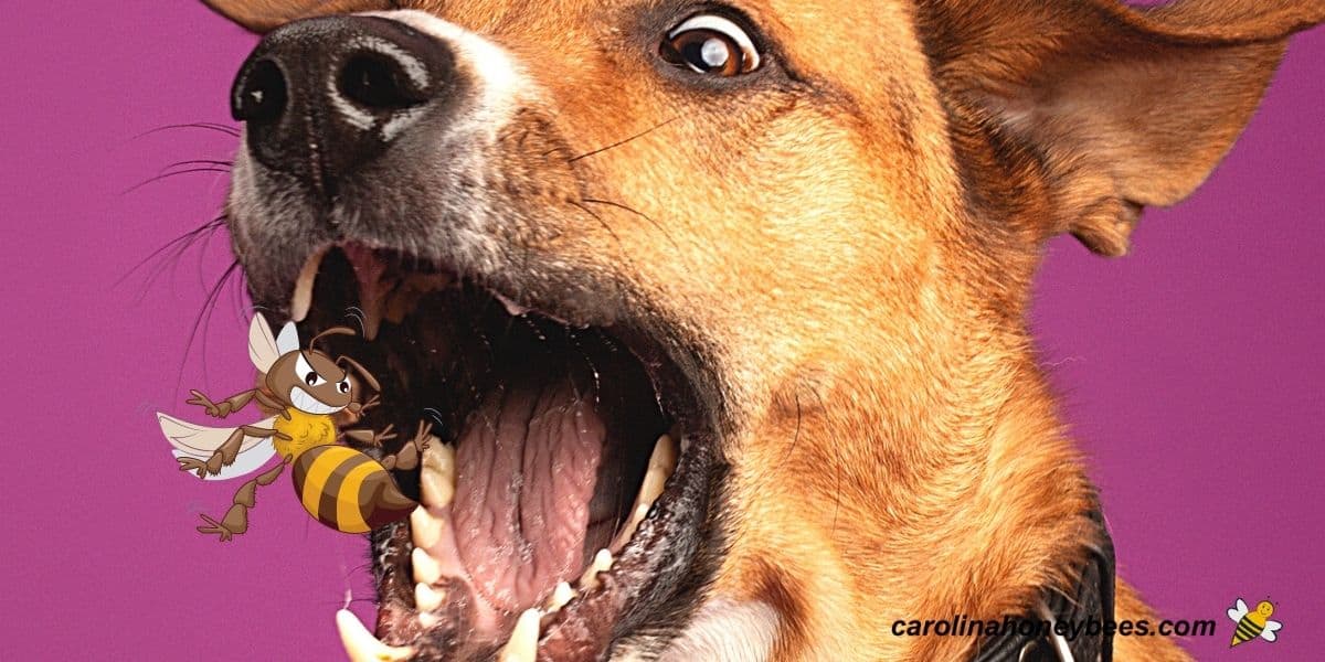 Funny dog eating a bee image.