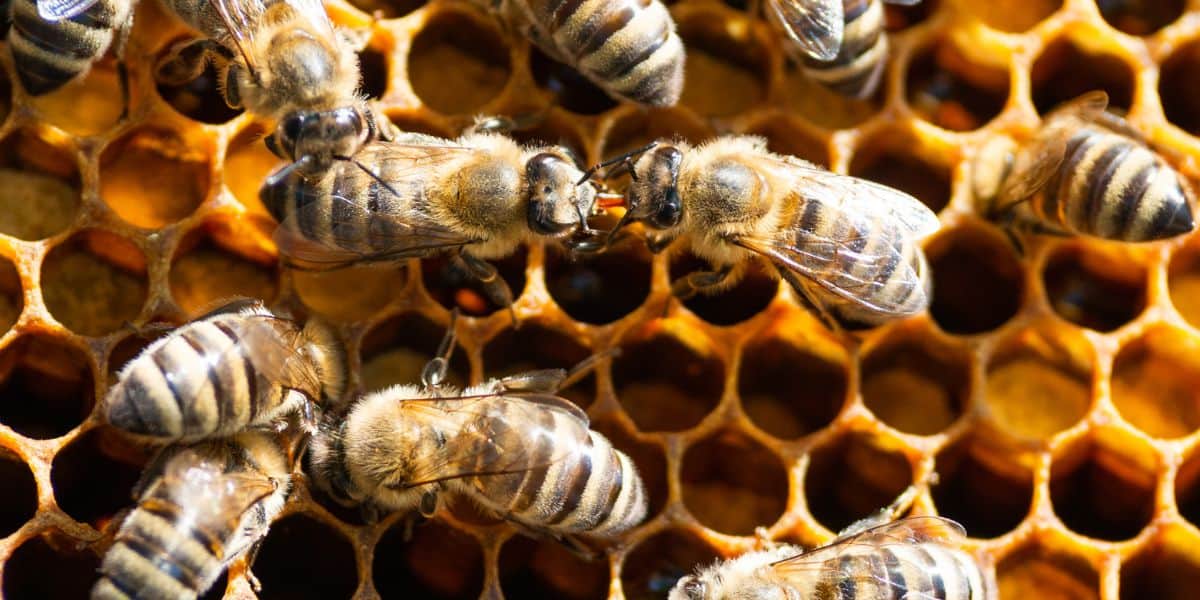 Worker honey bees on comb with contact pheromones.