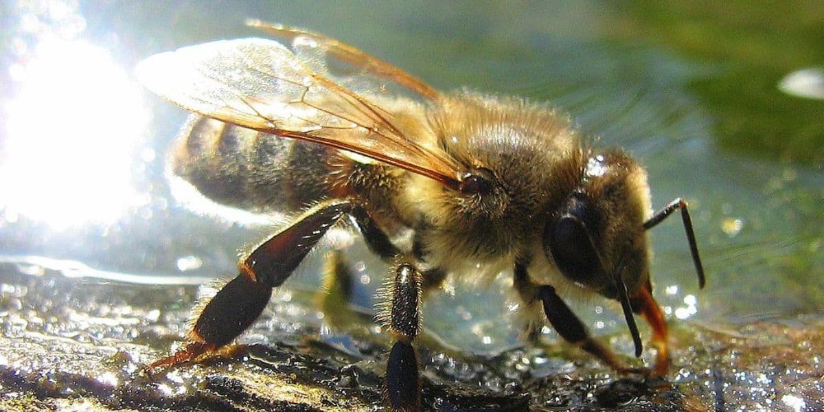Worker Russian honey bee drinking water.