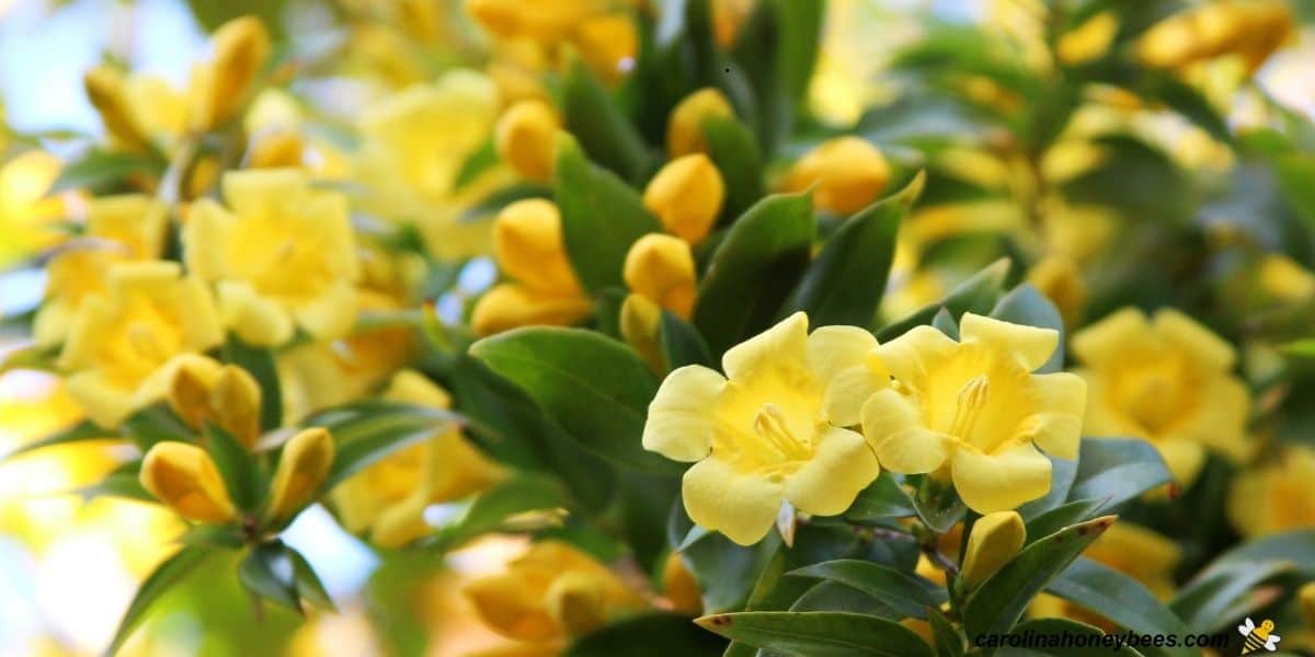 Yellow Jasmine flowers can be toxic to honey bees.