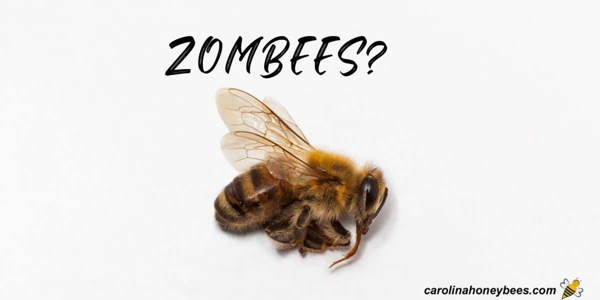Dead honey bees zombees image.